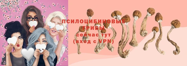 прущие грибы Чита